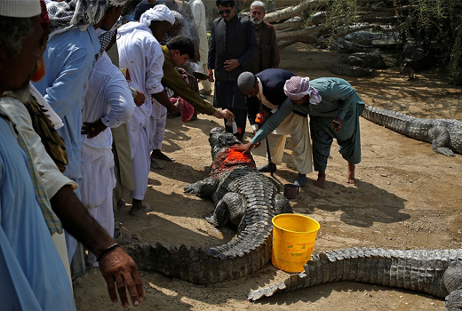 Crocodile 